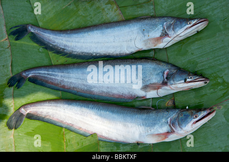 Lange silbrig blaue Mekong Fluss Fische auf einem Bananenblatt in Luang Prabang Markt Stockfoto