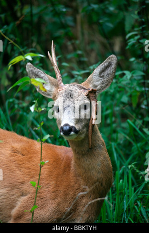 Reh (Capreolus Capreolus) Bock mit Geweih abgebrochen Stockfoto