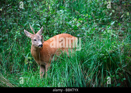 Reh (Capreolus Capreolus) Bock mit Geweih abgebrochen Stockfoto