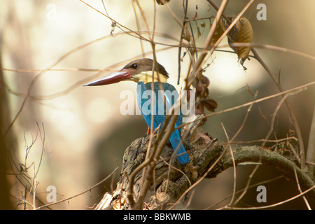 Storch in Rechnung gestellt Eisvogel, Pelargopsis Capensis, Bandhavgarh National Park, Madhya Pradesh, Indien. Stockfoto