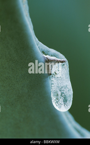 Agave Jahrhundertpflanze Agavaceae Blatt nach Eis Regen San Antonio USA Februar 2003 Stockfoto