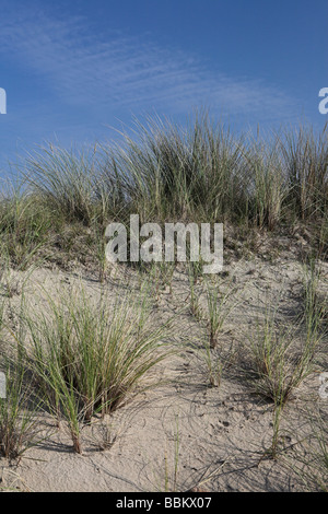 Dünengebieten Rasen am Strand in der Nähe von De Slufter, Texel, Holland, Niederlande Stockfoto