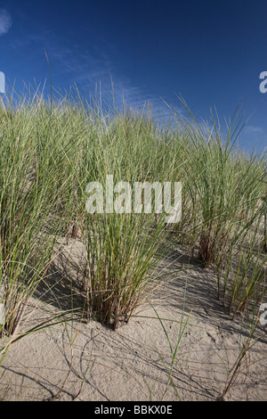 Dünengebieten Rasen am Strand in der Nähe von De Slufter, Texel, Holland, Niederlande Stockfoto