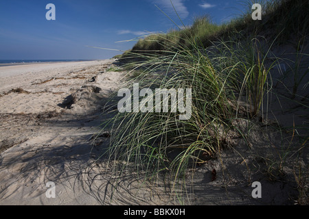 Dünengebieten Rasen am Strand in der Nähe von De Slufter, Texel, Holland, Niederlande Stockfoto