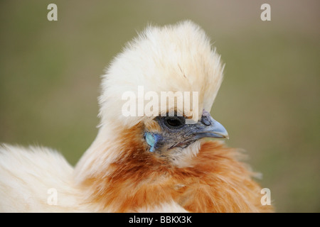 Brahma Huhn, Haushuhn (Gallus Gallus Domesticus) Stockfoto