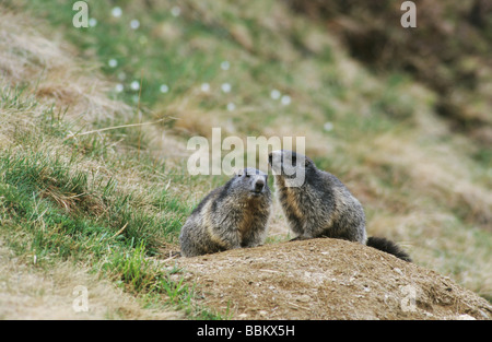 Alpine Marmot Marmota Marmota Erwachsene am Graben Ritomsee Schweiz Juni 2001 Stockfoto