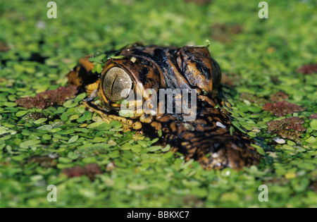 Amerikanischer Alligator Alligator Mississipiensis jung in Wasserlinsen getarnt Schweißer Wildlife Refuge Sinton Texas USA Stockfoto