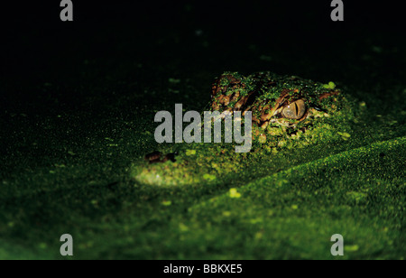 Amerikanischer Alligator Alligator Mississipiensis Erwachsenen in Wasserlinsen getarnt Schweißer Wildlife Refuge Sinton Texas USA Stockfoto