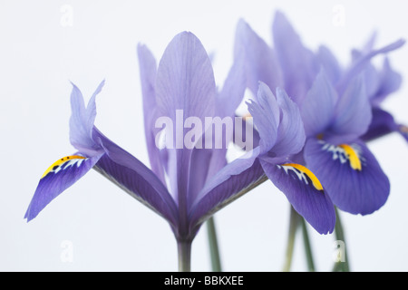 Iris 'Harmony' Reticulata Stockfoto