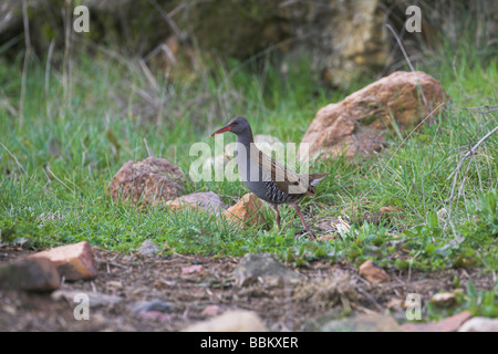 Wasser-Schiene Rallus Aquaticus crossing Track bei Cabeza del Buey, Spanien im Februar. Stockfoto