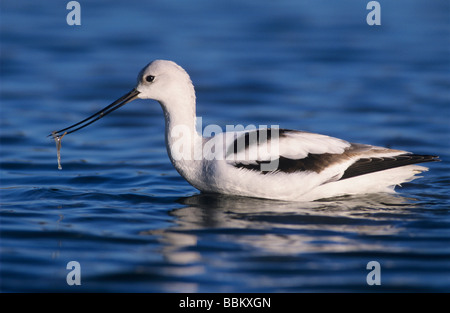 Amerikanische Säbelschnäbler Recurvirostra Americana Erwachsenen Winterkleid Rockport Texas USA Dezember 2003 Stockfoto