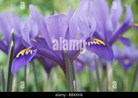 Iris 'Harmony' Reticulata Stockfoto