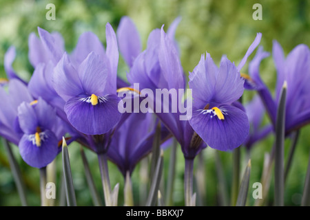 Iris 'Harmony' Reticulata Stockfoto