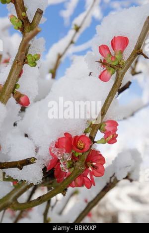 Forsytia Blüte mit Schnee bedeckt Stockfoto