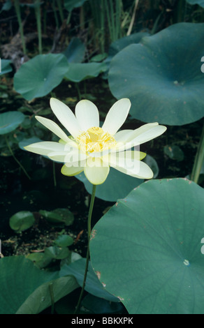 Amerikanischen Lotus Nelumbo Lutea blüht Schweißer Wildlife Refuge Rockport, Texas USA Mai 2005 Stockfoto