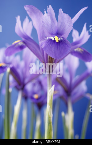Iris 'Harmony' Reticulata Stockfoto