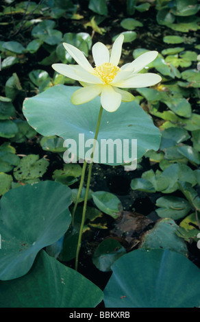 Amerikanischen Lotus Nelumbo Lutea blüht Schweißer Wildlife Refuge Rockport, Texas USA Mai 2005 Stockfoto