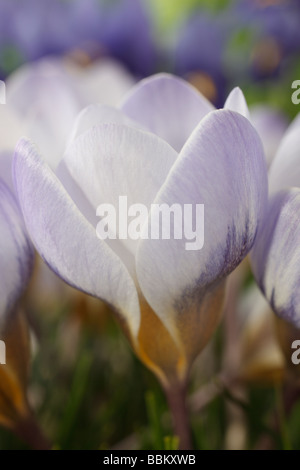 Krokus 'Blue Pearl' AGM Stockfoto