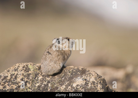 Amerikanische Pika Ochotona Princeps Erwachsene auf Rock Rocky Mountain National Park Colorado USA Juni 2007 Stockfoto