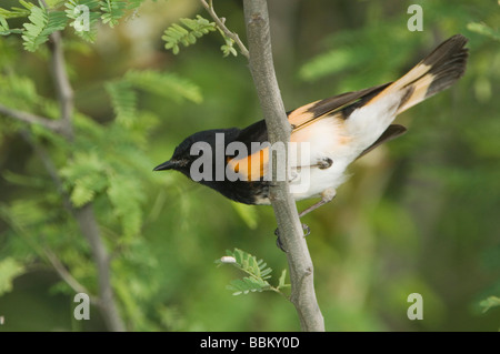 Amerikanische Redstart Setophaga Ruticilla männlichen South Padre Island Texas USA Mai 2005 Stockfoto