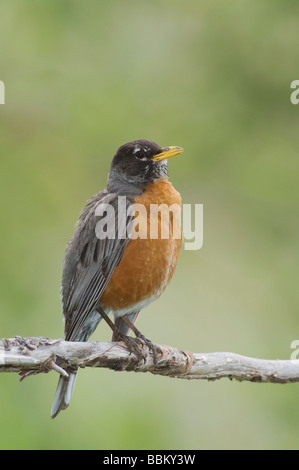 American Robin Turdus Migratorius männlichen Gesang Rocky Mountain National Park Colorado USA Juni 2007 Stockfoto