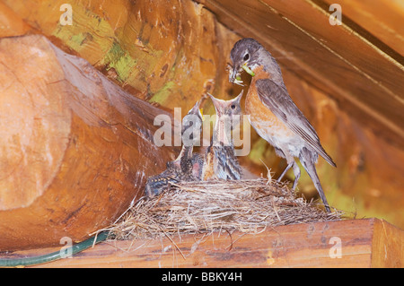 American Robin Turdus Migratorius Weibchen mit jungen am Nest an der Log Cabin Glacier Nationalpark Montana USA Juli 2007 Stockfoto