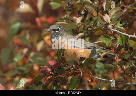 American Robin Turdus Migratorius weiblich in schwarz Weißdorn Crataegus Douglasii Fallcolors Grand Teton NP Wyoming Stockfoto