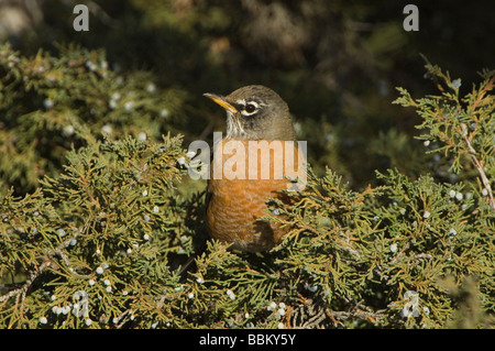 American Robin Turdus Migratorius weiblich auf Wacholder Baum Yellowstone NP Wyoming-September 2005 Stockfoto