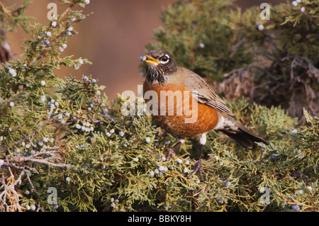 American Robin Turdus Migratorius männlich Essen Baum Wacholderbeeren Yellowstone NP Wyoming September 2005 Stockfoto