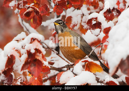 American Robin Turdus Migratorius Mann in schwarz Weißdorn Crataegus Douglasii Fallcolors Schnee Grand Teton NP Wyoming Stockfoto