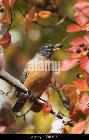 American Robin Turdus Migratorius männlichen Essen Beeren des schwarzen Weißdorn Crataegus Douglasii Fallcolors Schnee Grand Teton NP Wyomi Stockfoto