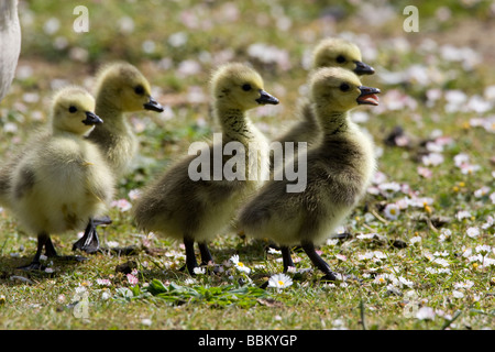 Junge Gänsel im Frühling Stockfoto