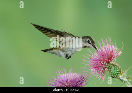 Anna s Kolibris Calypte Anna Weibchen im Flug Fütterung auf Distel Paradies Chiricahua Bergen Arizona USA Stockfoto