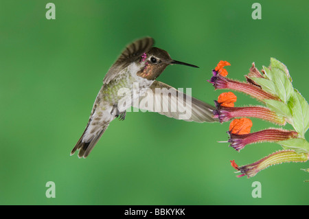 Anna s Kolibris Calypte Anna Männchen im Flug Fütterung auf Blume Tucson Arizona USA, September 2006 Stockfoto