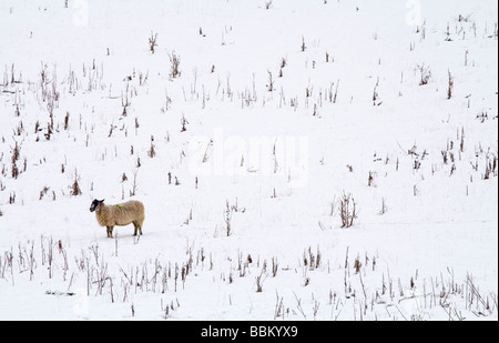 Schafbeweidung im tiefen Winterschnee in der Nähe von Matlock im Peak District England UK Stockfoto