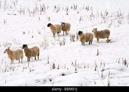 Schafbeweidung im tiefen Winterschnee in der Nähe von Matlock im Peak District England UK Stockfoto