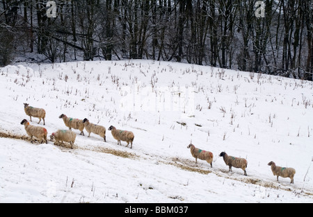 Schafbeweidung im tiefen Winterschnee in der Nähe von Matlock im Peak District England UK Stockfoto