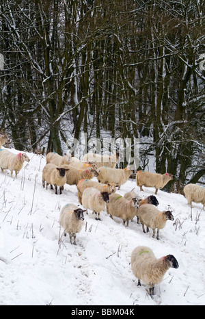 Schafbeweidung im tiefen Winterschnee in der Nähe von Matlock im Peak District England UK Stockfoto