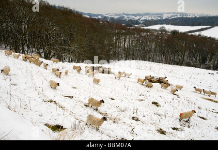 Schafbeweidung im tiefen Winterschnee in der Nähe von Matlock im Peak District England UK Stockfoto