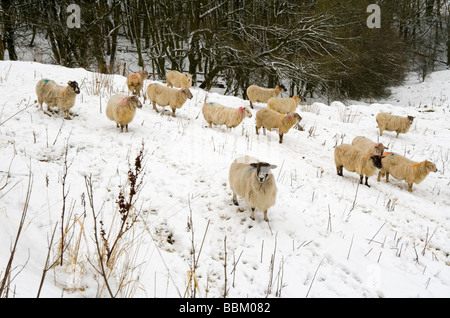 Schafbeweidung im tiefen Winterschnee in der Nähe von Matlock im Peak District England UK Stockfoto