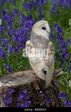 Schleiereule und Glockenblumen im Frühling Stockfoto