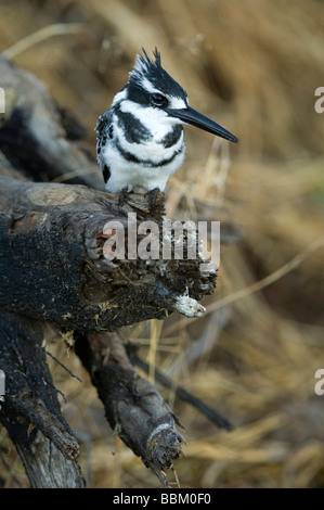 Pied Kingfisher (Ceryle Rudis), auf seinem Barsch, Chobe Nationalpark, Botswana, Afrika Stockfoto