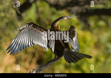 Afrikanische Darter (Anhinga Melanogaster Rufa), trocknen sein Gefieder, Chobe Nationalpark, Botswana, Afrika Stockfoto