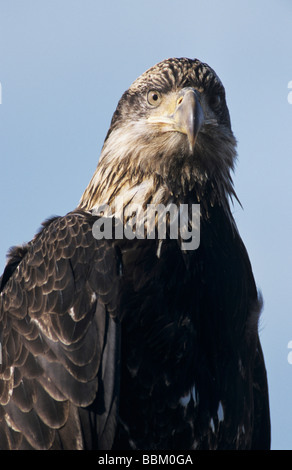 Weißkopfseeadler Haliaeetus Leucocephalus junge Homer Alaska USA März 2000 Stockfoto