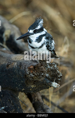 Pied Kingfisher (Ceryle Rudis), auf seinem Barsch, Chobe Nationalpark, Botswana, Afrika Stockfoto