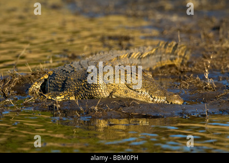 Nil-Krokodil (Crocodylus Niloticus) am Ufer des Chobe Flusses, Chobe Nationalpark, Botswana, Afrika Stockfoto