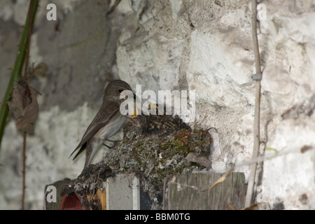 Gefleckter Fliegenfänger, der Junge auf dem Nest füttert - Muscicapa striata Jungtiere auf Nest füttern Stockfoto