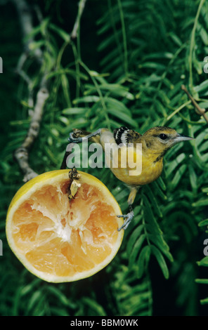 Baltimore Oriole Ikterus Galbula junges Männchen ernähren sich von Grapefruit South Padre Island, Texas USA Mai 2005 Stockfoto