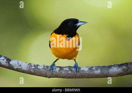 Baltimore Oriole Ikterus Galbula männlichen Uvalde County Texas Hill Country USA April 2006 Stockfoto