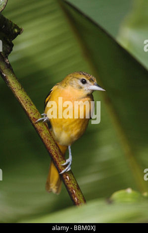 Baltimore Oriole Ikterus Galbula weibliche thront auf Baumfarn Zentraltal Costa Rica Mittelamerika Dezember 2006 Stockfoto